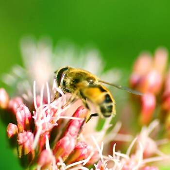 Bee Venom