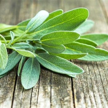 Sage Extract