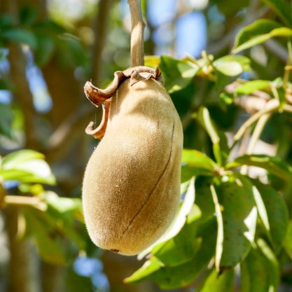 Baobab Seed Oil