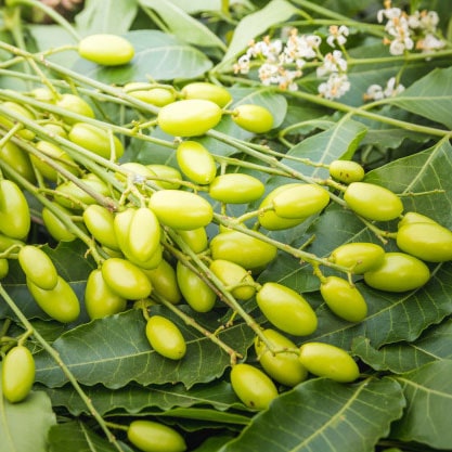 Neem Seed Oil