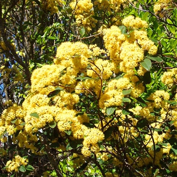 Kumerahou Extract